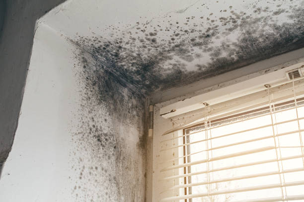 Trusted Black Mold Removal service in Central City, IL - Cheap Mold Removal