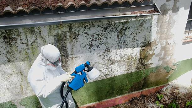 Top rated local Mold Remediation specialists in Central City, IL